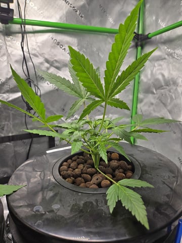 BABY SISTER — vegetative, day 33