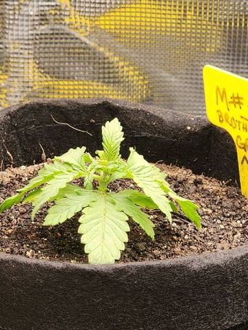 HE1E we GROW  — vegetative, day 40