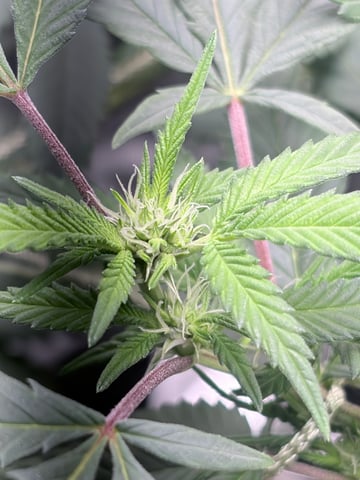 CANDYLAND — flower, day 117