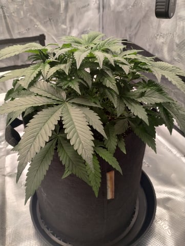 First grow — flower, day 36