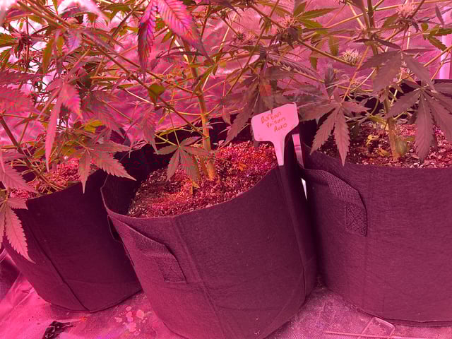 3 autos — flower, day 47