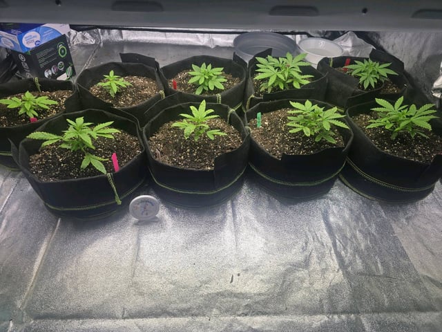 3rd Auto Grow — vegetative, day 38