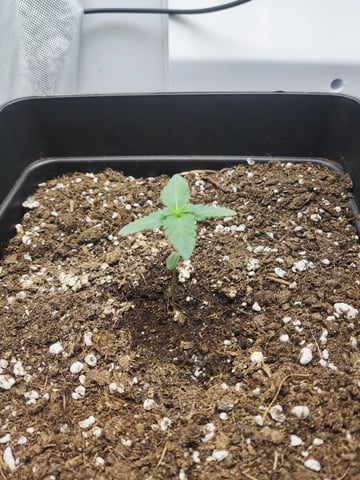 🍁Segunda Hornada — seedling_rooting, day 14