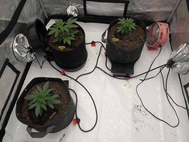 Grow #4 — vegetative, day 24
