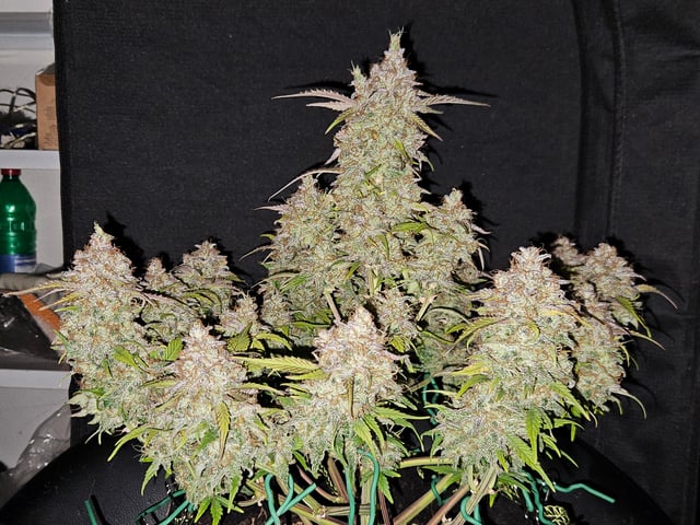 Mimosa Bruce Banner XL — harvest, day 84