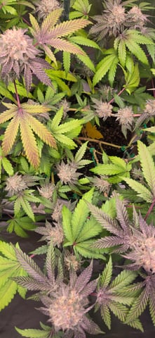 Looking for advice! — flower, day 87