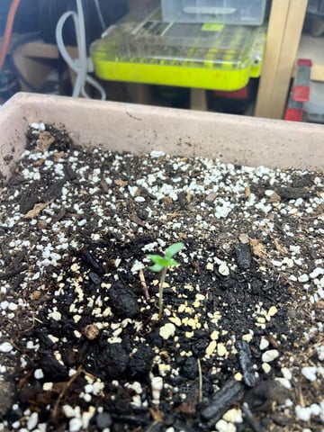 White Widow Twins — seedling_rooting, day 8