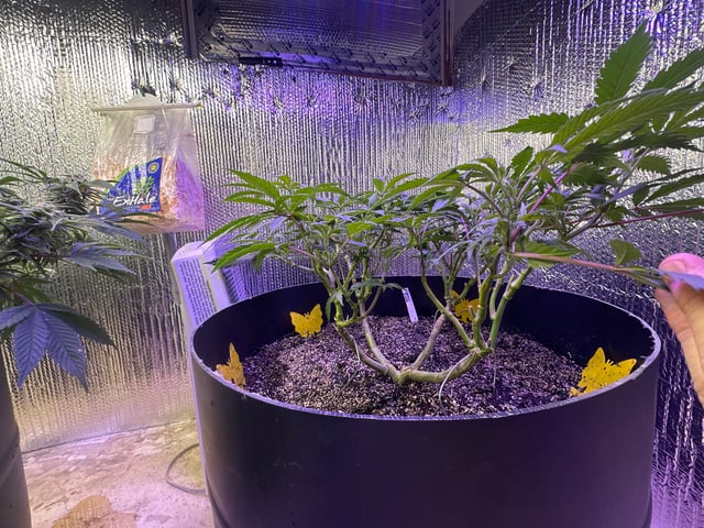 Gelly Mama and Sugar Tree — flower, day 201