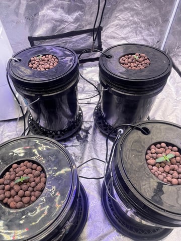 1st Ever Grow (Fat Bastard)(RDWC)  — seedling_rooting, day 11