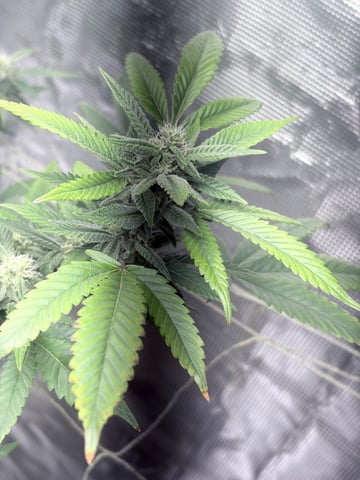 CANDYLAND — flower, day 130