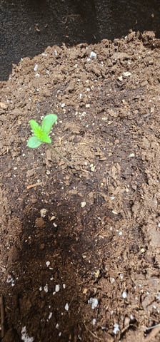 blueberry dream — seedling_rooting, day 1
