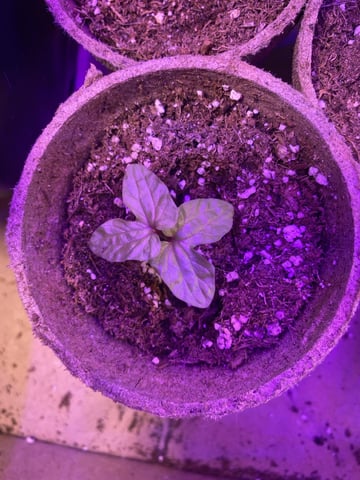 Grow 1 — seedling_rooting, day 11