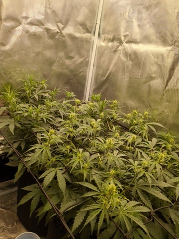 first grow — flower, day 30