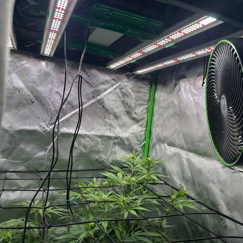 Ztrawberriez (Auto) 2026 - 1 — flower, day 43