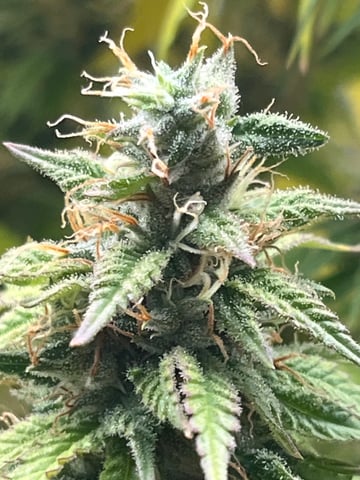 My First Four — flower, day 95