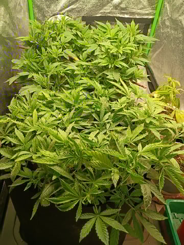 Purple Plum Perfect 💜 & 2 Grape Runtz 🍇 Mainlining garden.  — vegetative, day 153