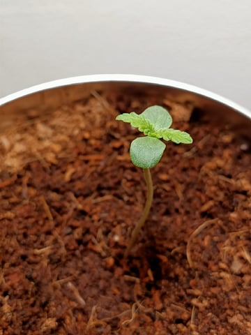 Jeanne — seedling_rooting, day 9