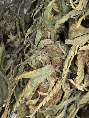 Platnium Jelly — harvest, day 134