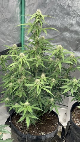 420 Fast Buds  — flower, day 60