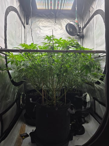 ethos genetics  — flower, day 61