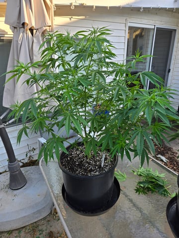 Banana Kush / Durban Poison / C99-Riddle OG — flower, day 43