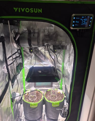 First "Auto" Grow — germination, day 1