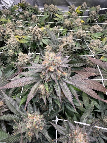 Green Gelato — flower, day 109