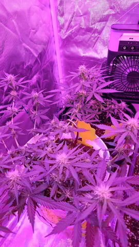 first grow adventure  — vegetative, day 48