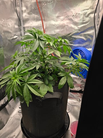 Northern lights #10 2nd plant (Selkies) — vegetative, day 34