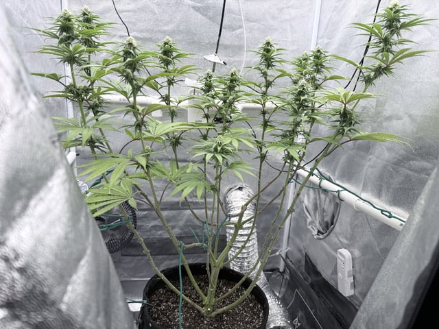 Blue Dream Grow — flower, day 59