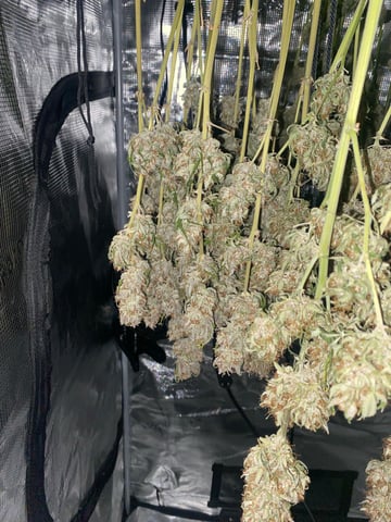 Auto Run #1 2025-2026 — harvest, day 107