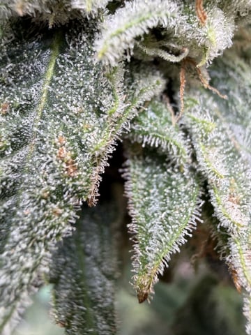 Indoor & Outdoor Grow 6 — flower, day 68