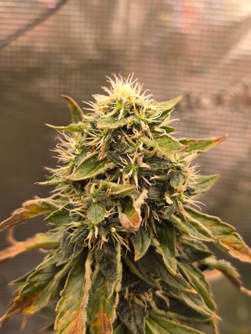 Northern lights #10 2nd plant (Selkies) — flower, day 88