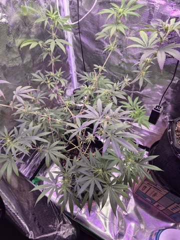 Kalini Asia Auto  — flower, day 28
