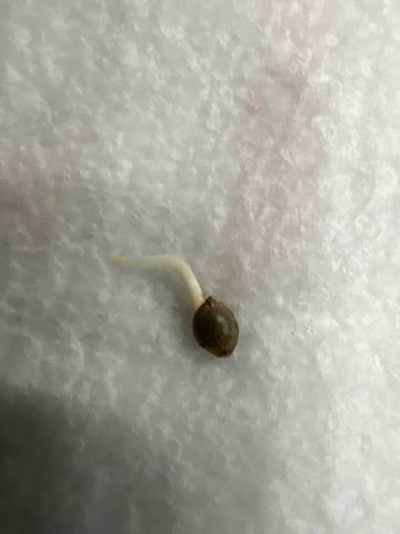 First Grow (Hydro) — germination, day 3