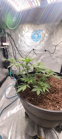 banana purple punch auto — flower, day 12