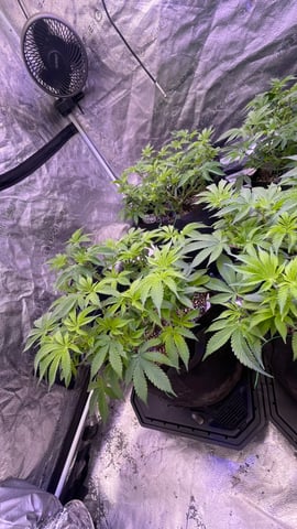 1st Ever Grow (GodFather OG) (Coco) — vegetative, day 64