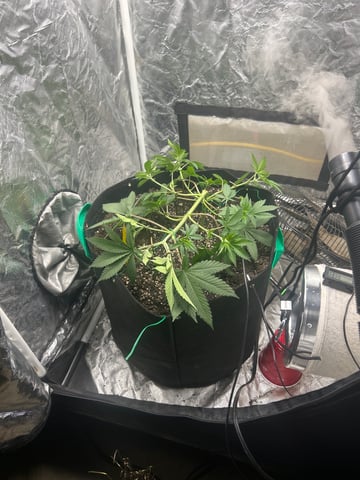 Barney’s Farm  — vegetative, day 23