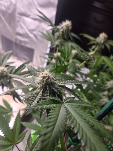 Looking for advice! — flower, day 73