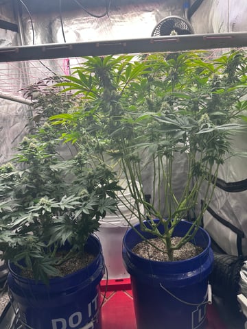 Grow#2 — flower, day 67