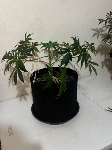 PKB remix/PotG — vegetative, day 52