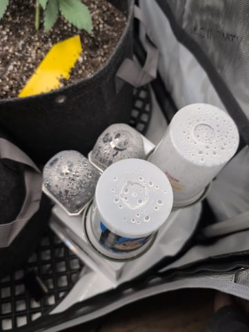 grow 2  — germination, day 5