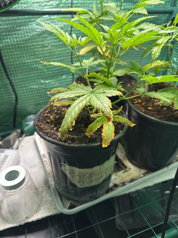 first indoor — vegetative, day 36