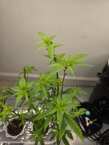 1st Grow — flower, day 57