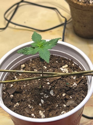 Barney’s Farm  — seedling_rooting, day 1