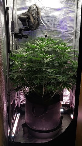 winter grow — flower, day 96