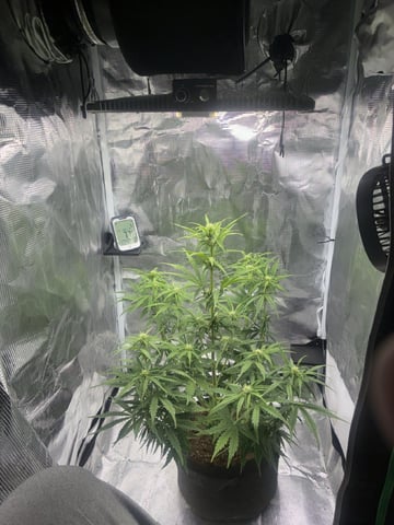 Indoor — flower, day 42