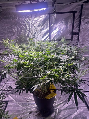 strawberry cough — flower, day 2