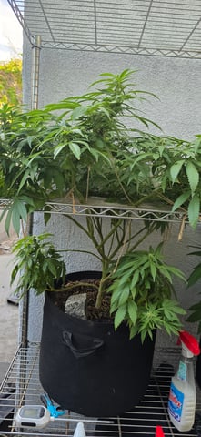 Mystery Weed Plant — flower, day 123