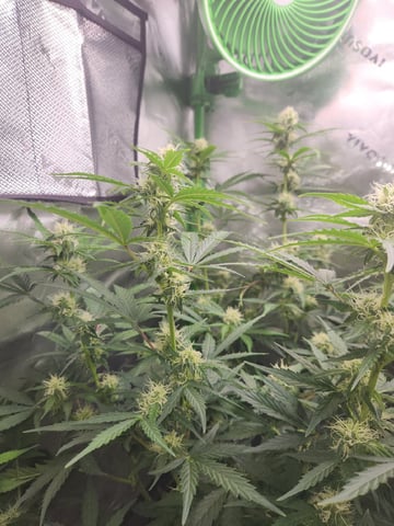 Winter Garden — flower, day 44